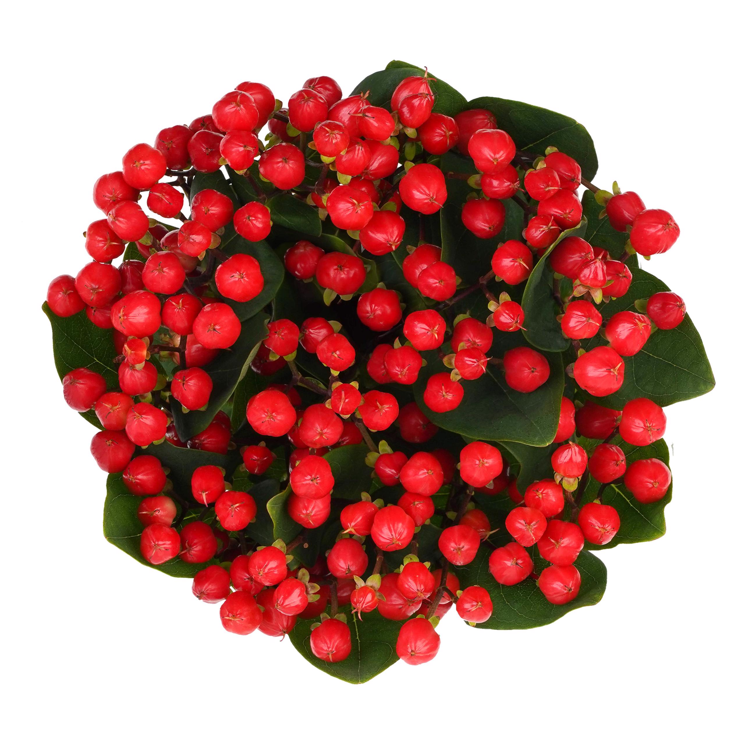 Red Hypericum Berries