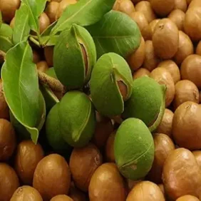 Fresh Macadamia Nuts