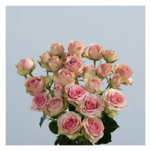 Dinara Spray Rose