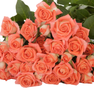 Babe Spray Rose