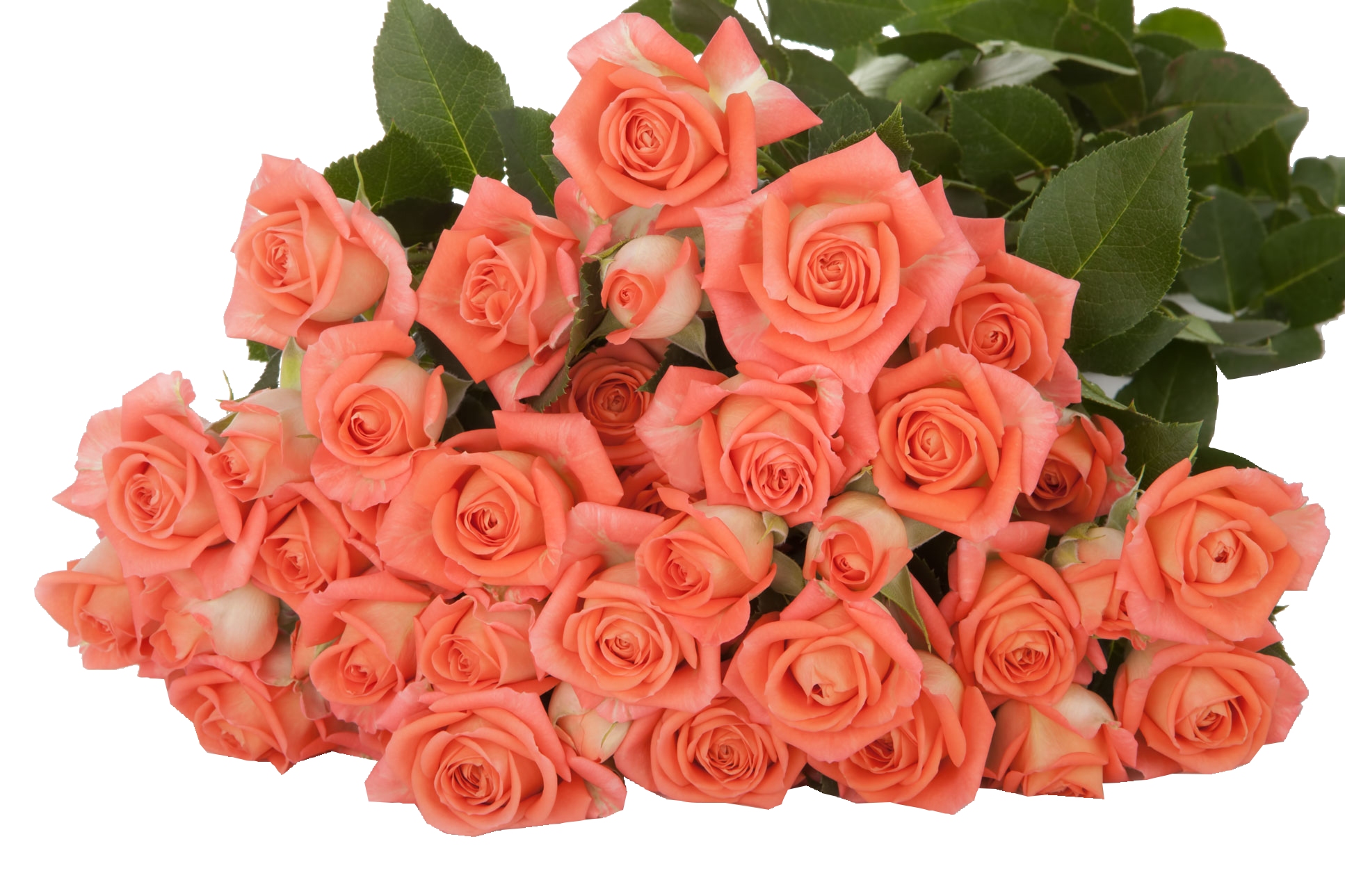 Babe Spray Rose