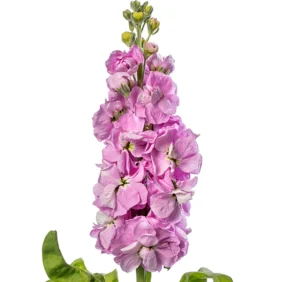 Matthiola Flowers