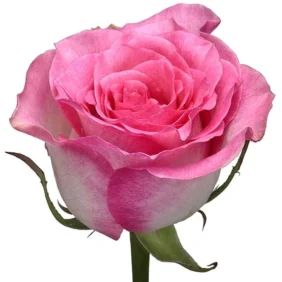 Malibu Spray Rose