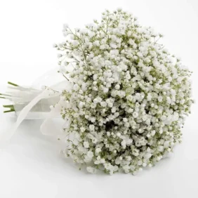 Gypsophila Flowers (Baby's Breath)