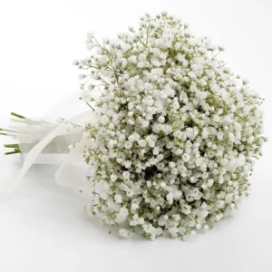 Gypsophila Flowers (Baby's Breath)