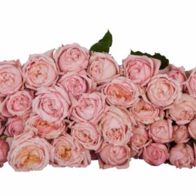 Julietta Spray Rose