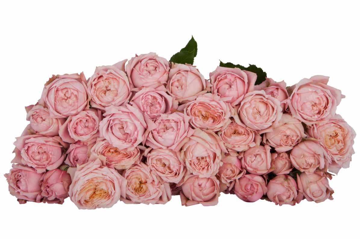Julietta Spray Rose