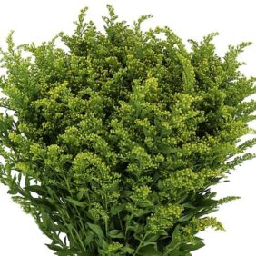 Solidago Flowers