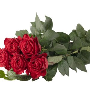 Madam Red Roses