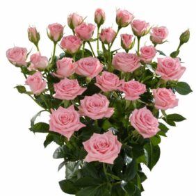 Odilia Spray Rose