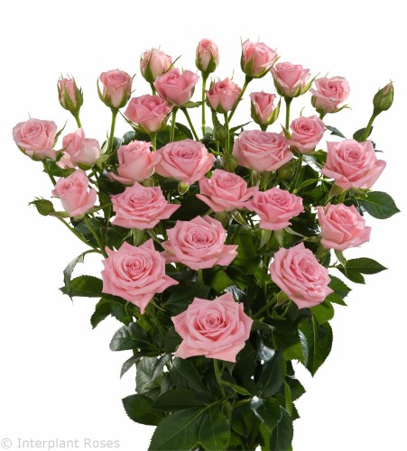 Odilia Spray Rose
