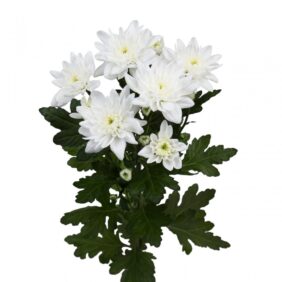 Pinacolada white