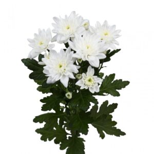 Pinacolada white