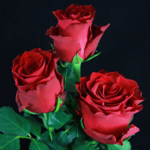 Pink Rhodes Rose