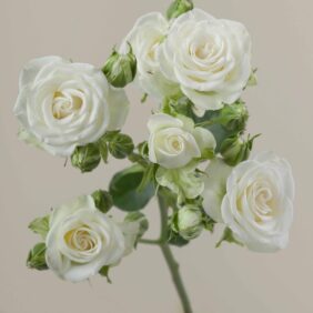 Snowflakes Spray Rose