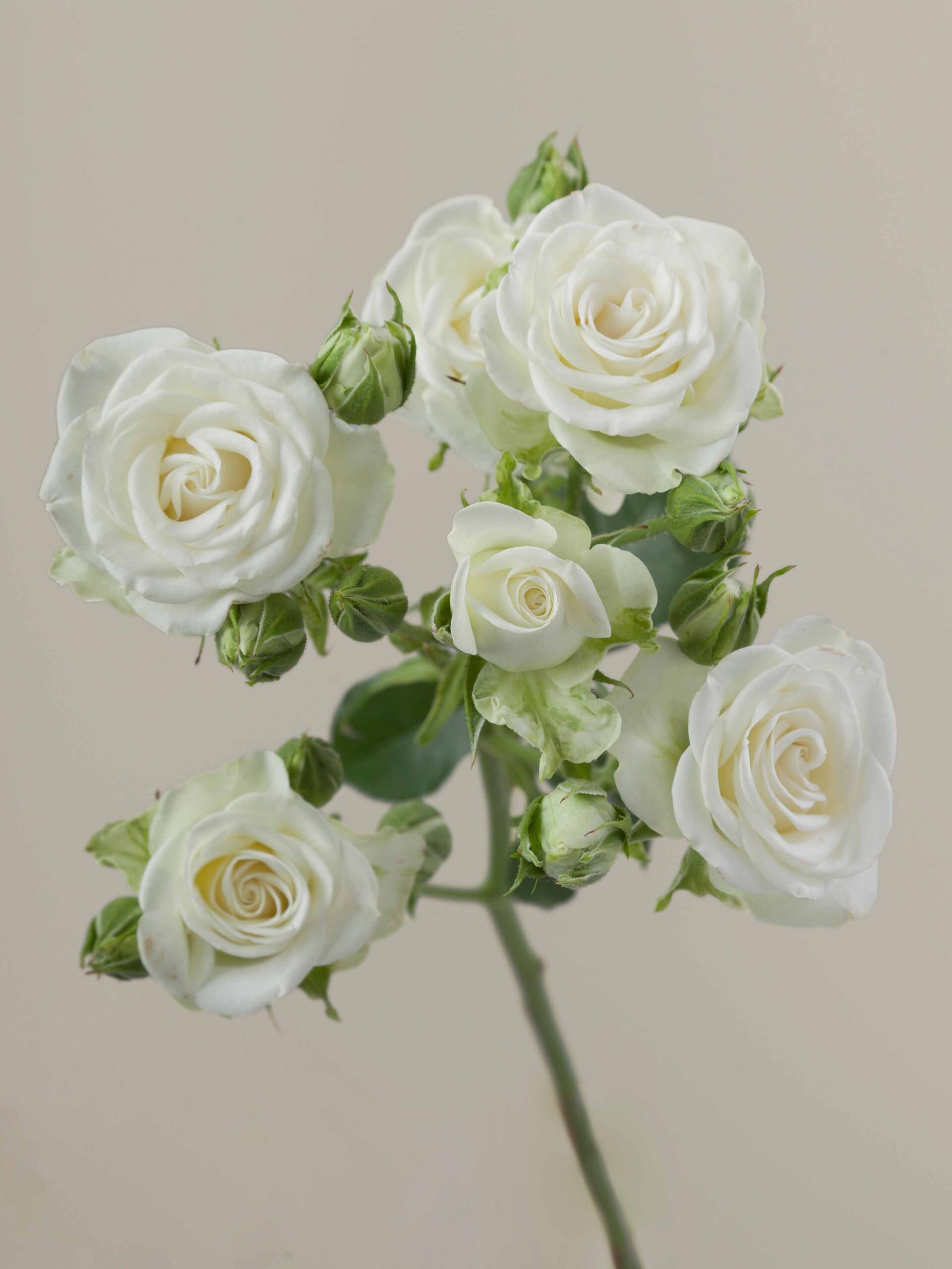 Snowflakes Spray Rose