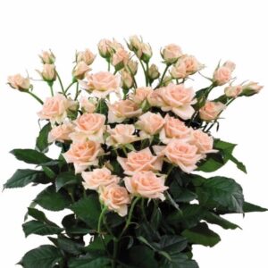 Sweet Sara Spray Rose