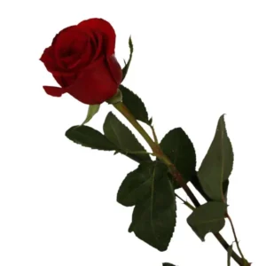 Freedom Rose
