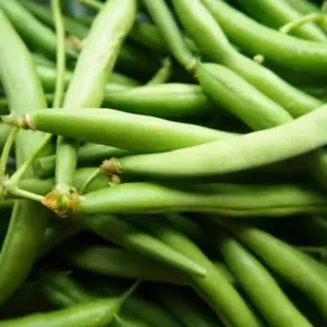 Fresh French Beans