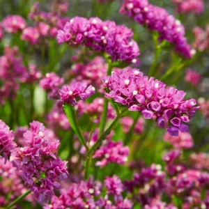Statice Flowers
