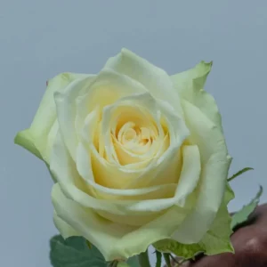 Athena Roses