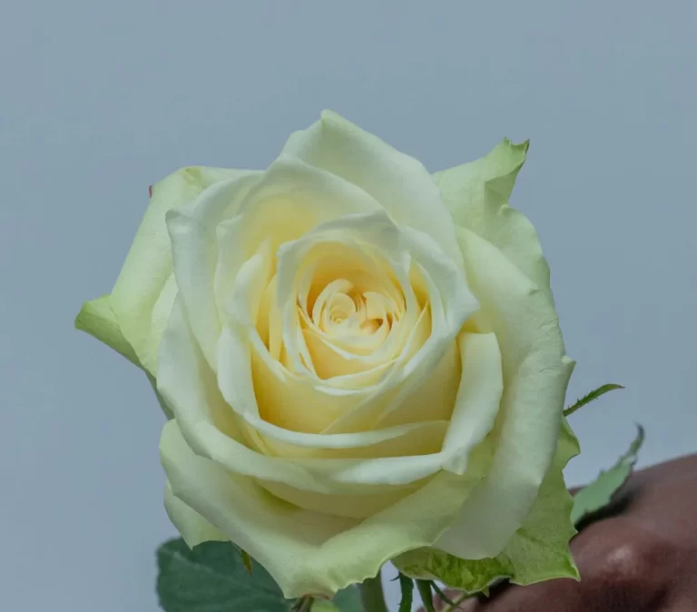 Athena Roses