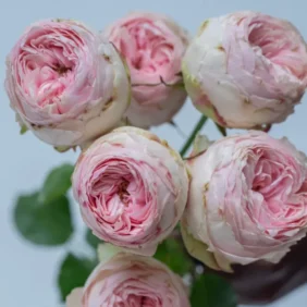 Mansfield Park Spray Rose