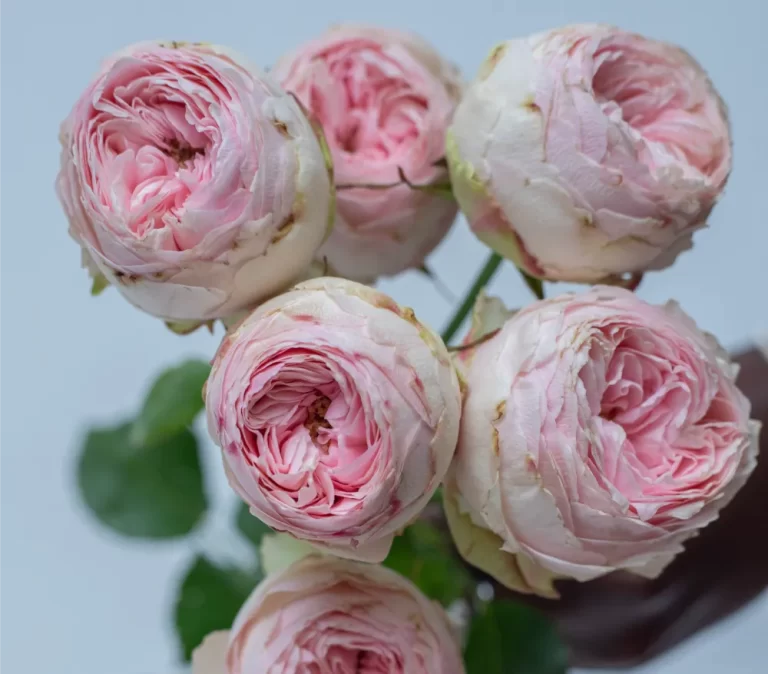 Mansfield Park Spray Rose