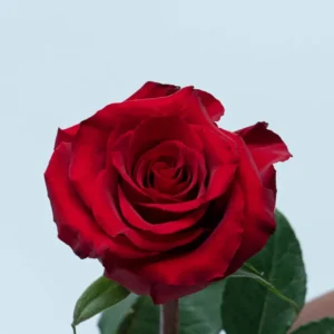Ever Red Roses