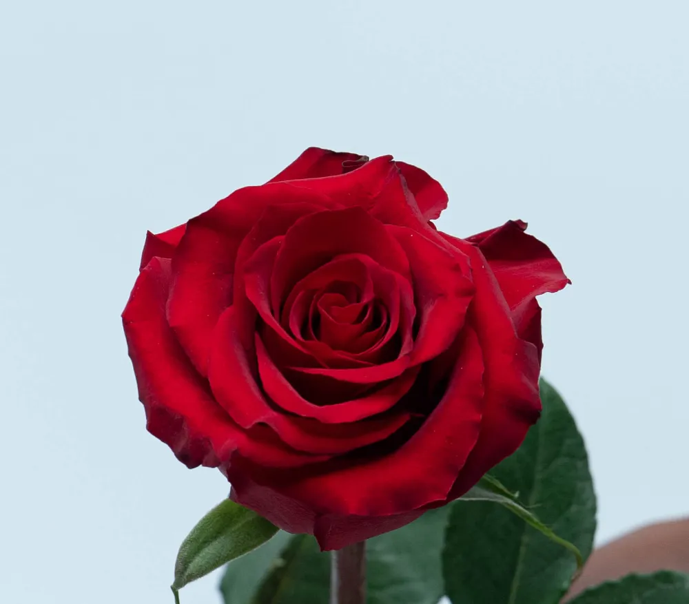 Ever Red Roses