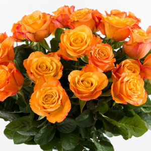Confidential Rose