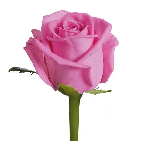 Aqua Rose