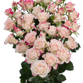 Reflex Spray Rose