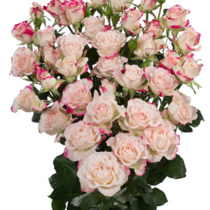 Reflex Spray Rose