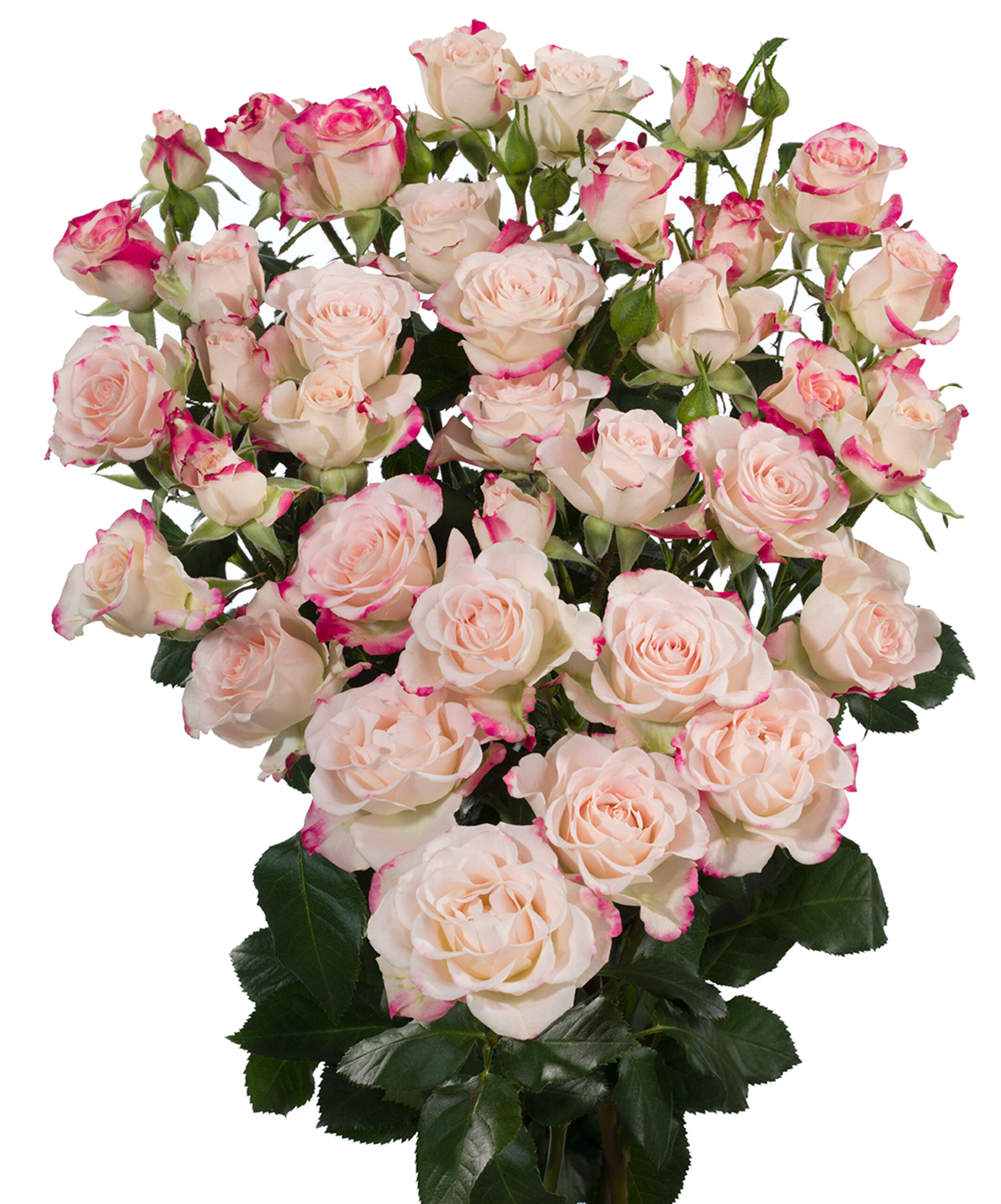 Reflex Spray Rose