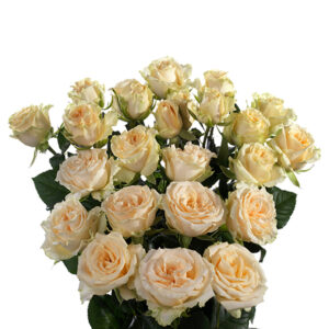 Salinero Spray Rose