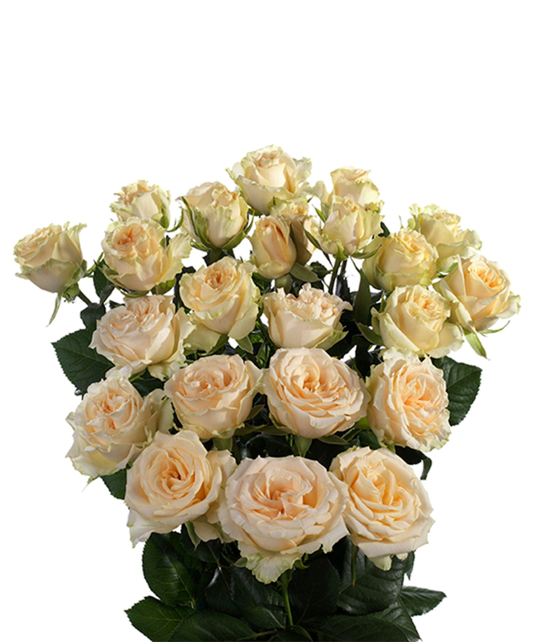 Salinero Spray Rose