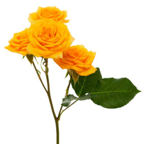 Yellow Babe Spray Rose
