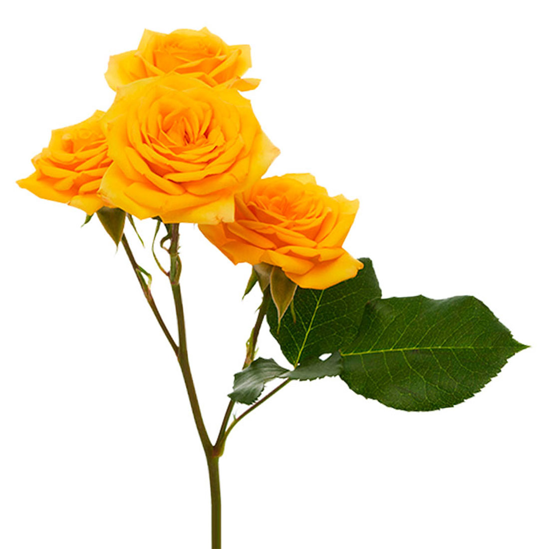 Yellow Babe Spray Rose